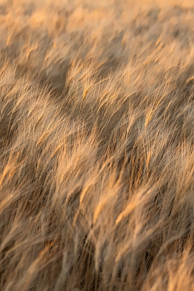 Wheat field detail with logomark illustration