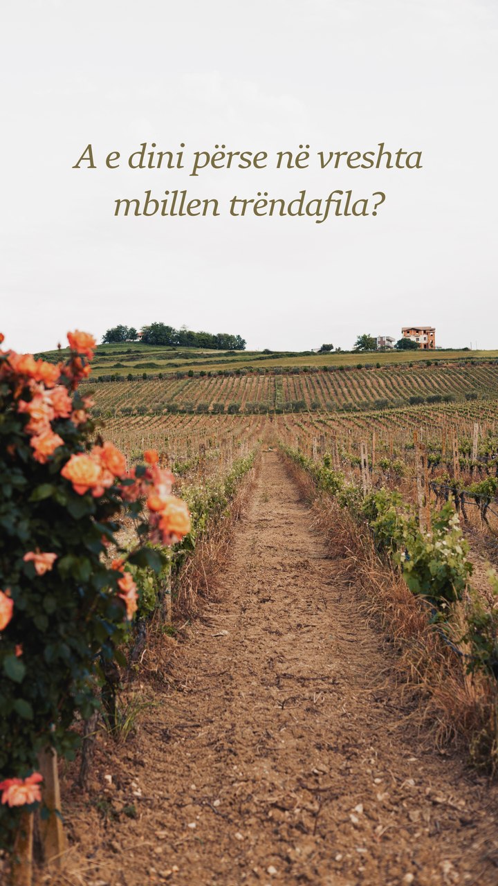 Story: why roses are planted in vineyards