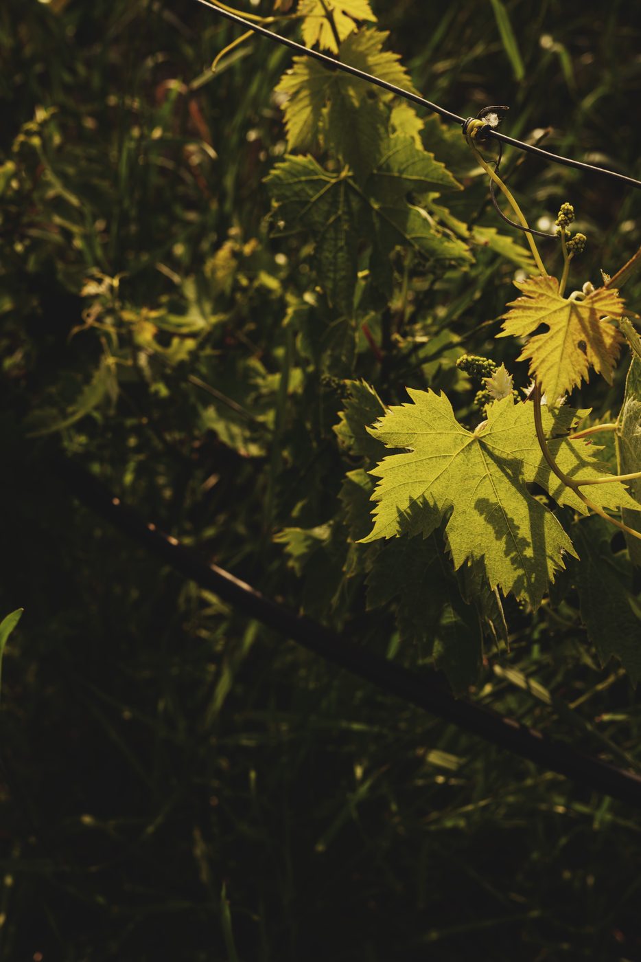 Sunlit vine leaves in the vineyard