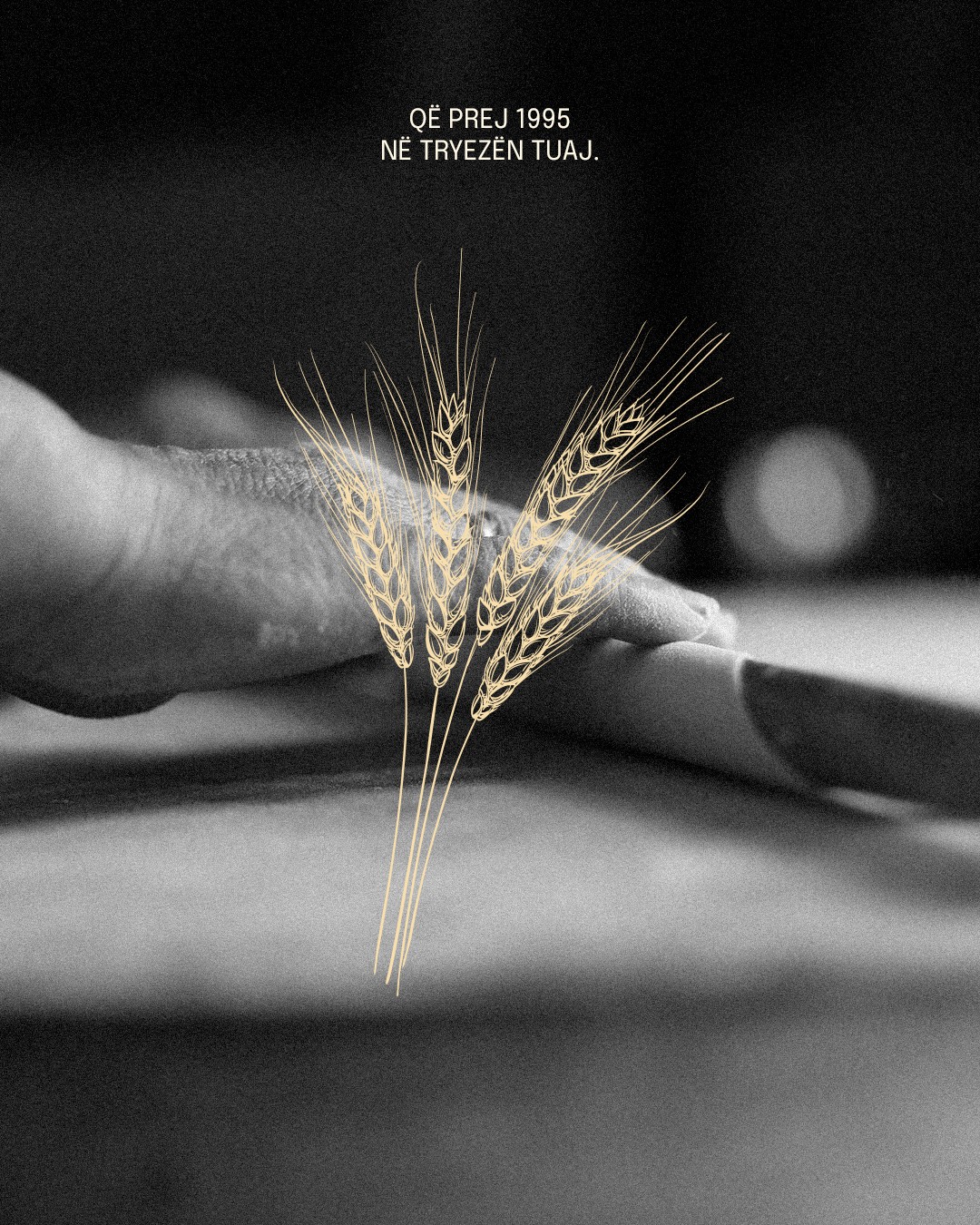Drawn wheat over a hand on dough: on your table since 1995