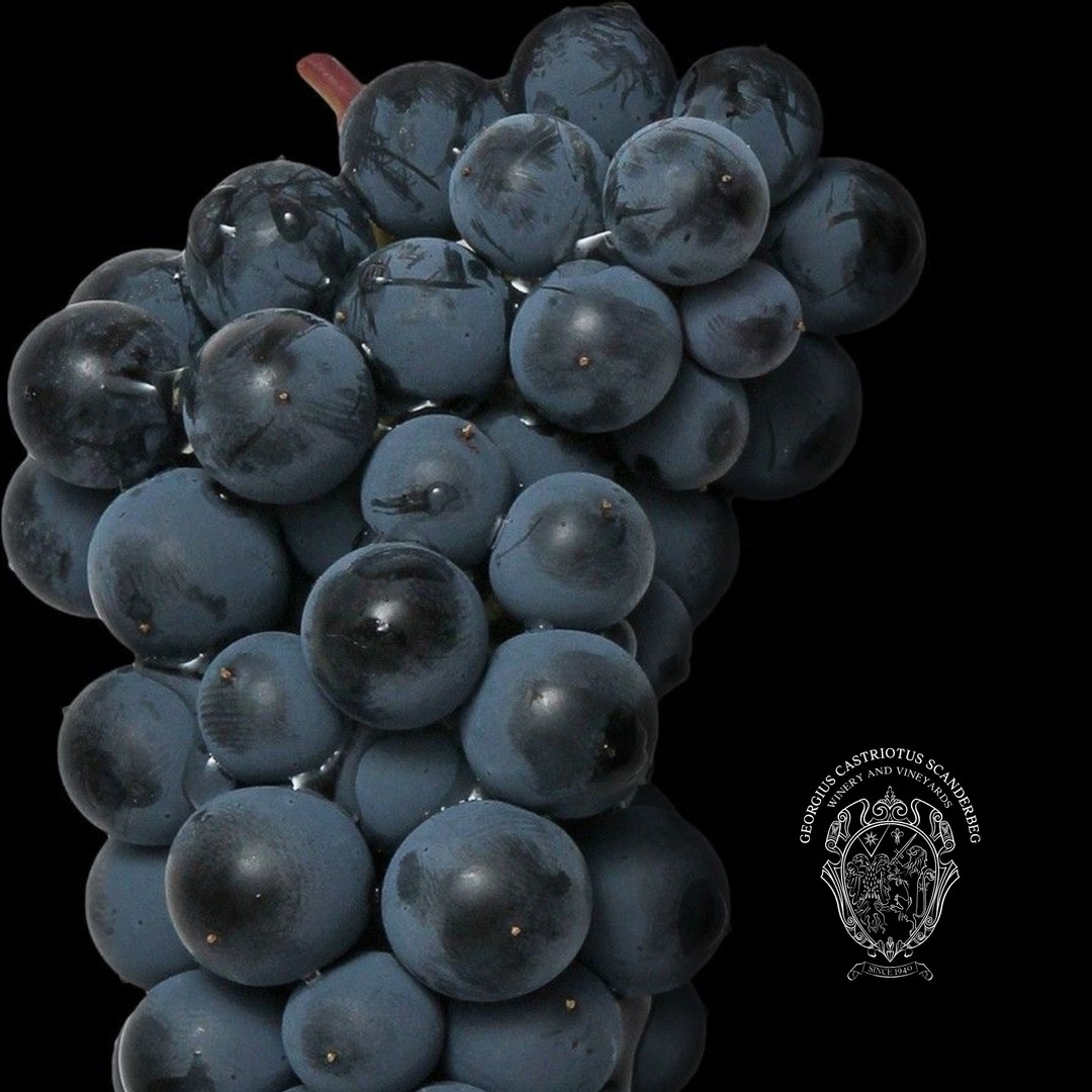 Close-up of dark Primitivo grapes with the winery crest