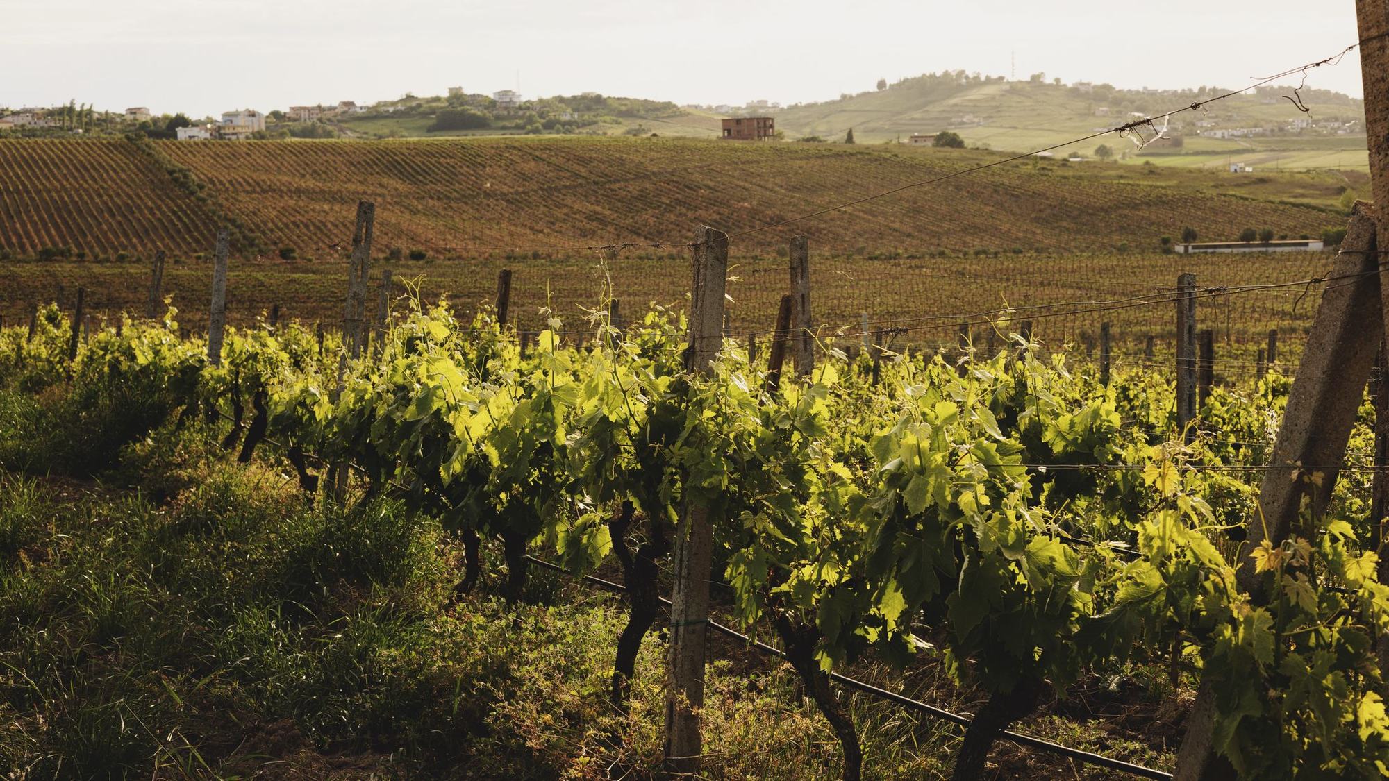 Sunlit rows of vines across the rolling hills of the vineyard